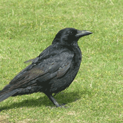 Sahaya inen karga maçı durdurdu