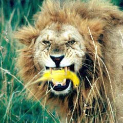 Aslan, iki Kanarya'yı kaptı