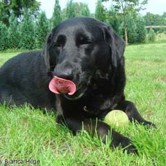 Köpeğin midesinden 13 tane golf topu çıktı