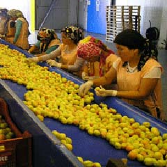 Malatya Ticaret Borsası