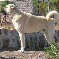 Kangal Köpeğine Pes Dedirten Ücret
