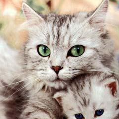 Kedi, kuş gribinden öldü