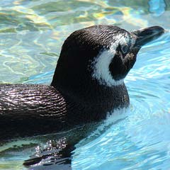 Yüzlerce ölü penguen sahilde