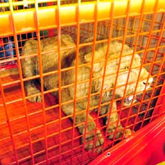 'Aslan' pahalıya mal oldu