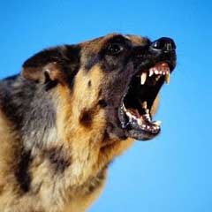 Sokak köpekleri 6 yaşındaki bir çocuğu öldürdü
