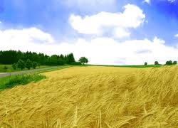 Kuraklık Ukrayna'da buğday fiyatlarını yükseltti