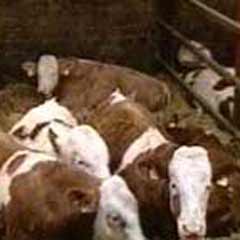 'Deli Dana'da iki kişi öldü