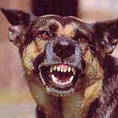 100 bin köpeği öldürdüler
