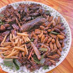 'Böcek-Yiyenler' konferansı