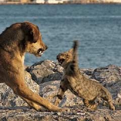 Köpek tokatlayan kedi