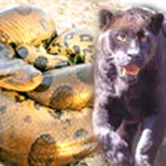 Jaguar anakondaya karşı