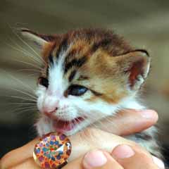 Yanlış valizden yavru kedi çıktı
