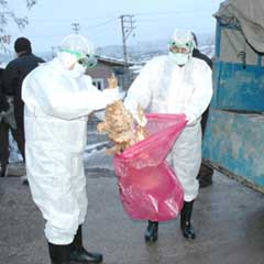 Saz köyüne 'Kuş Gribi' karantinası