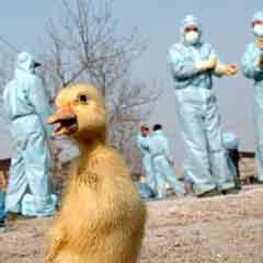 Kuş gribinden 2 kişi öldü