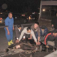 Sahibinden kurtularak kaçan boğa E-5'i felç etti