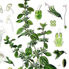 Çin bitkisel ilaçları serbest