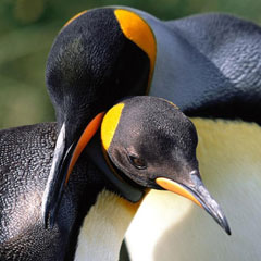 Penguenler risk altında