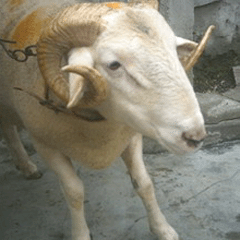 Kurban fiyatları