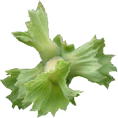 Fındık fiyatları