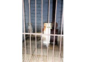 Barınaklarda Hayvanlar Soba Yakılarak Isıtılıyor