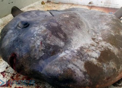Tam 800 kilo!