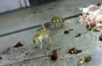 Belediye Mezbahasındaki Etleri Kediler Yiyor