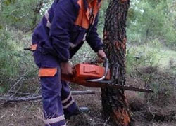 Kestiği ağacın altında kaldı