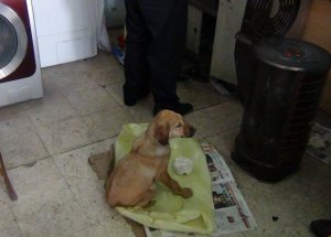 Donmak Üzere Bulduğu Köpeği Kurtardı
