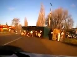 Devrilen kamyondan inekler böyle savruldu