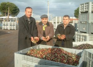 Zeytinyağı Fiyatları Üreticiyi Memnun Etmedi