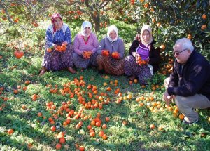 Fırtına 80 Ton Mandalinayı Dalından Döktü