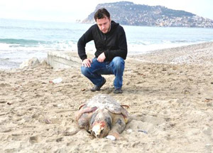 Ölü Caretta Sahile Vurdu