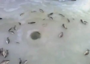 'Balık Fıskiyesi' Tık Rekoru Kırıyor