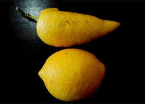 Biber mi, limon mu?