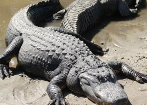 Yatağının Altından 2,5 Metrelik Timsah Çıktı