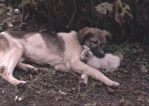 Köpeği Annesi Sanıyor