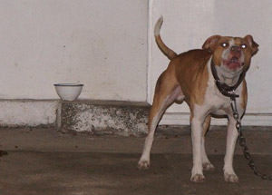 Borçluya İnanılmaz Pitbull İşkencesi!