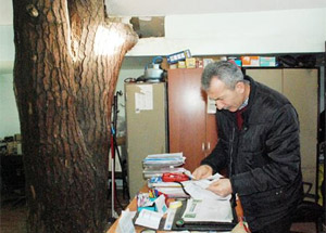 Odadaki asırlık ağaç şaşırtıyor