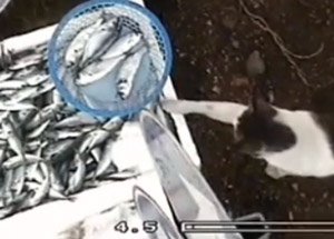 Balık Hırsızı Kedi MOBESE'de!