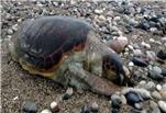 Şiddetli fırtınada Caretta Caretta sahile vurdu