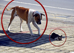 Kedi için yaptıkları şaşkına çevirdi!