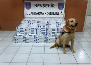 Narkotik köpeği esrarı yakalattı