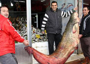 Balıkçı Ağına Dev Balık Takıldı