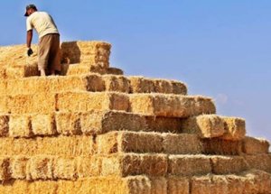 'İthal saman' besiciyi rahatlattı