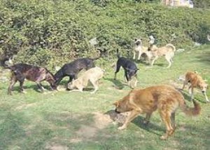 Toplayın Şu Köpekleri