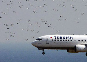 Uçak Kuş Sürüsüne Daldı!