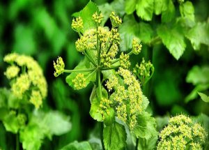 Baldıran Zehri Nedir?