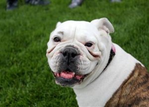 Köpek Sahibini Vurdu