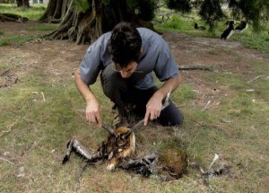Kuşların Neslini Tüketecek Plastik Tehlike