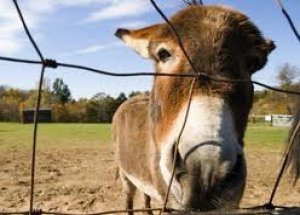 Eşek Karaborsaya Düştü